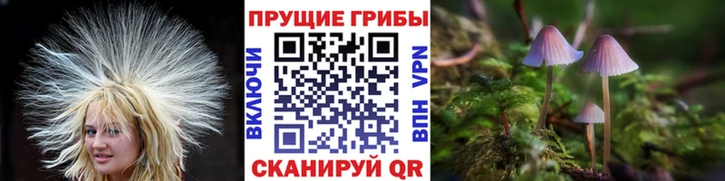 Псилоцибиновые грибы Magic Shrooms  Павловский Посад 